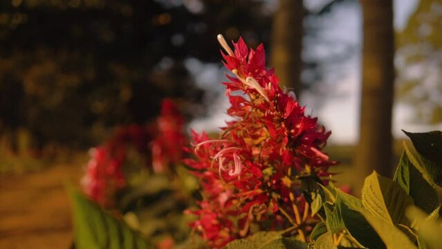 Flowers and foliage of the Brazilian cerrado mix amidst the coffee plantations