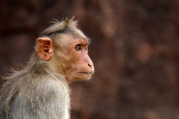Obraz premium Bonnet macaque (Zati) in the Badami Fort.