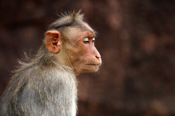Bonnet macaque (Zati) in the Badami Fort.