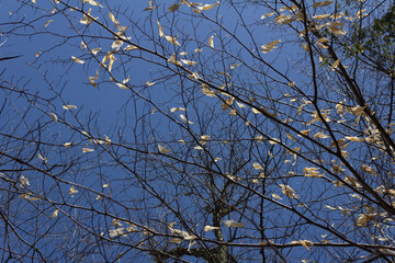 sky leafs view