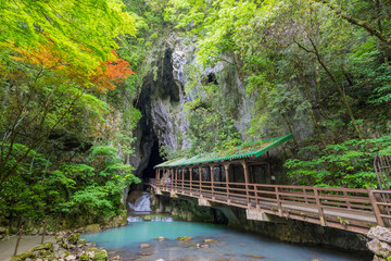 洞窟内　山口県　美祢市　秋芳洞　鍾乳洞　洞窟　川　地下水