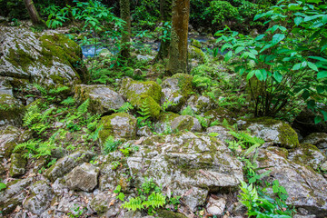 洞窟内　山口県　美祢市　秋芳洞　鍾乳洞　洞窟　川　地下水