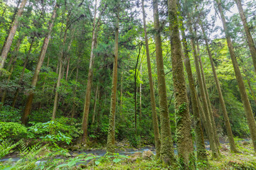 Fototapeta premium 洞窟内 山口県 美祢市 秋芳洞 鍾乳洞 洞窟 川 地下水