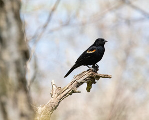 A male Red-winged blackbird on tree stump at Point Pelee National Park in Ontario