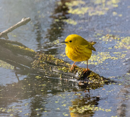 An American  Yellow Warbler (Setophaga petechia) in a swamp environment at Point Pelee National Park in springtime