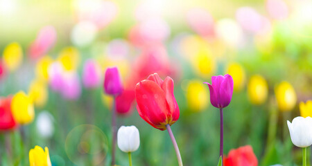 Beautiful tulip flower blooming in a tulip field, floral background, wallpaper in the light of the morning dawn or sunset, taken in backlit and sun glare. Copy space.Selective focus, defocus.