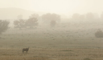 Gemsbok in the mist in the Kgalagadi