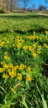 Gelbe Winterlinge auf einer Frühlingswiese