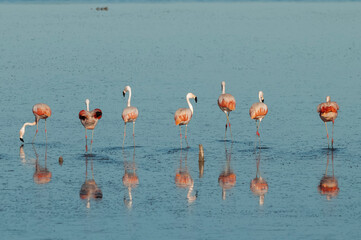 Obraz premium Flamingos rest in a salty lagoon, La Pampa Province,Patagonia, Argentina.