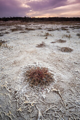 Saltpeter on the floor of a lagoon in a semi desert environment, La Pampa province, Patagonia, Argentina.