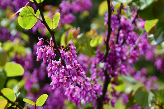 Redbud (red bud) trees in May in Istanbul