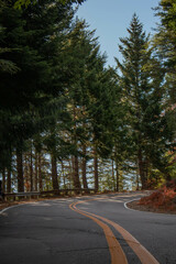 Naklejka premium empty road curve with yellow lines surrounded by trees and pines