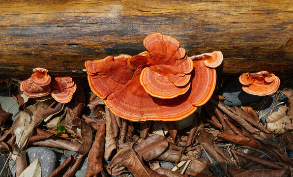 orange-red fungus pycnoporus eating wood