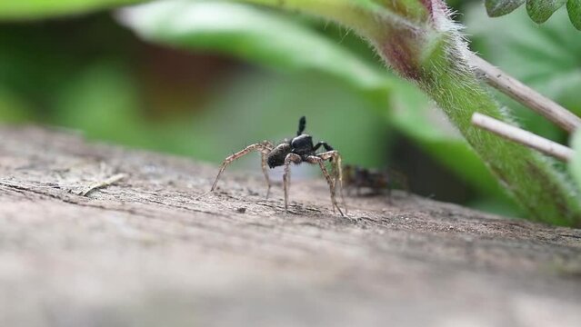 Male Wolf Spider (Pardosa amentata) dancing to impress female at mating time