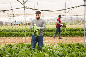 Young bearded farmer working on vegetable plantation, harvesting organic Swiss chard