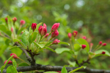 ズミ(Malus toringo)の膨らんだピンク色の蕾／バラ科リンゴ属