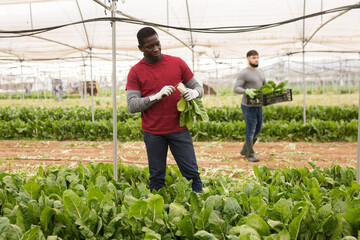 African-american man harvesting mangold in a plastic box. High quality photo