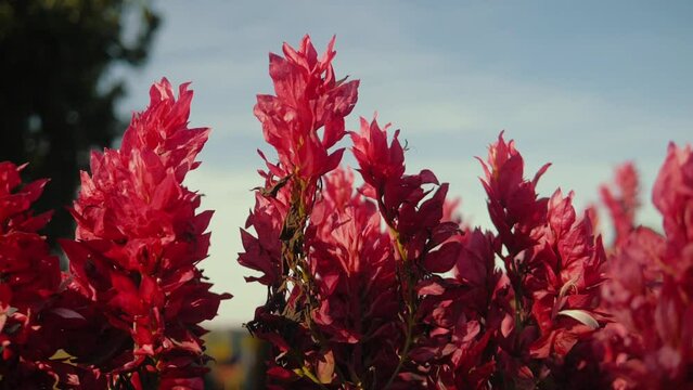 Flowers And Foliage Of The Brazilian Cerrado Mix Amidst The Coffee Plantations