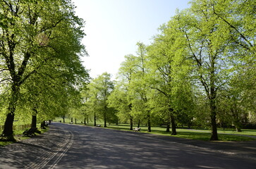 Young green leaves on the trees in the park. Park alley diagonals. Green trees and the pavement road.