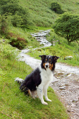 Tricolor tricolour border collie mature male sheep dog sheepdog on mountain path track in Lake District National Park, England