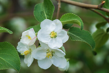 Branch of apple tree flowers buds