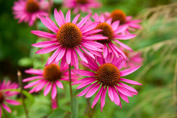 Herbal Echinacea Flowers. Herbal Echinacea or Coneflower flowers in a garden. 

