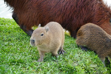 capybara river grass puppies Capivaras Hydrochoerus hydrochaeris brazil