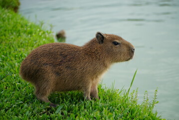 capybara river grass puppies Capivaras Hydrochoerus hydrochaeris brazil