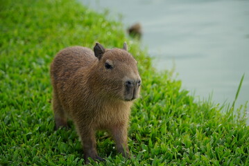 capybara river grass puppies Capivaras Hydrochoerus hydrochaeris brazil