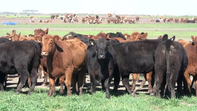Agribusiness.  Brangus Black and Red Cattle, in natural pasture, Angus cattle, highly genetic bulls