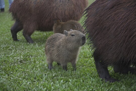 capybara river grass puppies Capivaras Hydrochoerus hydrochaeris brazil