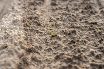 wyrastająca marchew, kiełkująca marchew na redlinach, pole uprawowe marchwi