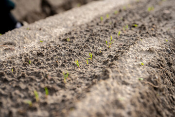 wyrastająca marchew, kiełkująca marchew na redlinach, pole uprawowe marchwi