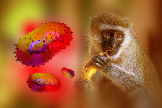 Monkeypox outbreak concept. Monkeypox is a viral zoonotic disease. Monkeypox outbreak, MPXV virus. The spread of the disease from wild animals. The virus flies around the monkey.