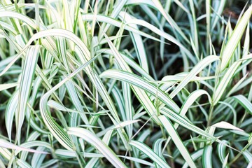 Texture grass. Pattern texture of leaves. Plants texture for designers. Tropical leaves texture. Background tropical grass. Plants pattern. Closeup green juicy grass. Green leaves Background.