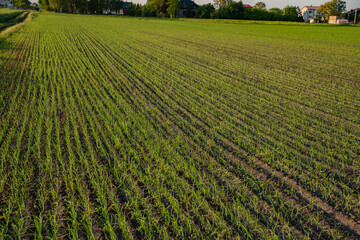 Szczypior, Cebula, Szczypiorek, pole uprawowe szczypioru, Pole uprawowe cebuli © Follow the Sun