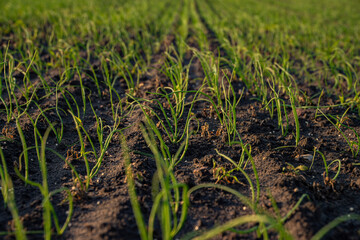 Szczypior, Cebula, Szczypiorek, pole uprawowe szczypioru, Pole uprawowe cebuli © Follow the Sun