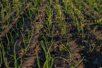 Szczypior, Cebula, Szczypiorek, pole uprawowe szczypioru, Pole uprawowe cebuli © Follow the Sun