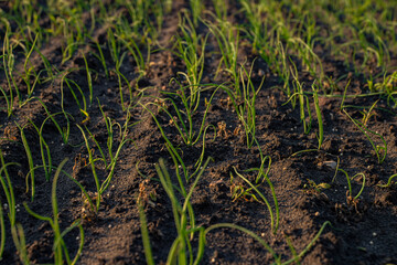 Szczypior, Cebula, Szczypiorek, pole uprawowe szczypioru, Pole uprawowe cebuli © Follow the Sun