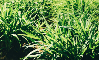Texture grass. Pattern texture of leaves. Plants texture for designers. Tropical leaves texture. Background tropical grass. Plants pattern. Closeup green juicy grass. Green leaves Background.