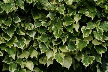 Ivy leaves covering a wall. Plant wall. Ivy wall