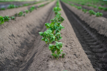 Ziemniaki, Rosnące ziemniaki, pole ziemniaków 