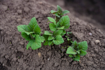 Ziemniaki, Rosnące ziemniaki, pole ziemniaków 