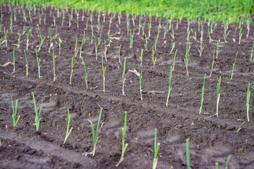 Pory, rosnące pory, sadzonki porów, pory na polu  © Follow the Sun