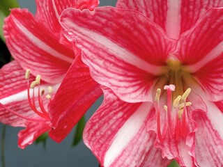 Hippeastrum or Amaryllis flowers. Close up of pink blooming amaryllis