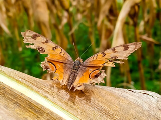 Closeup butterfly. Nature stock image of a closeup insect. Most beautiful imaging of a wings butterfly