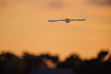 The large wingspan of a wild barn owl glistening in the setting sunlight as it hunts for prey