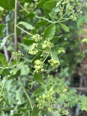  Indian Marsh flower in nature garden