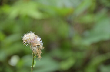 枯れた野草　春紫苑