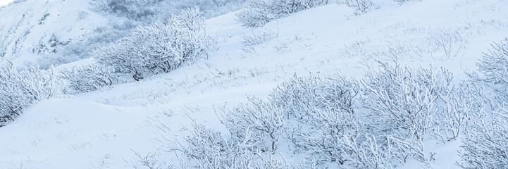 Plants in the tundra in the Arctic are covered with hoar frost. Snow and rime ice on the branches of bushes. Beautiful winter background with twigs covered with hoarfrost. Cold snowy weather. Frosting